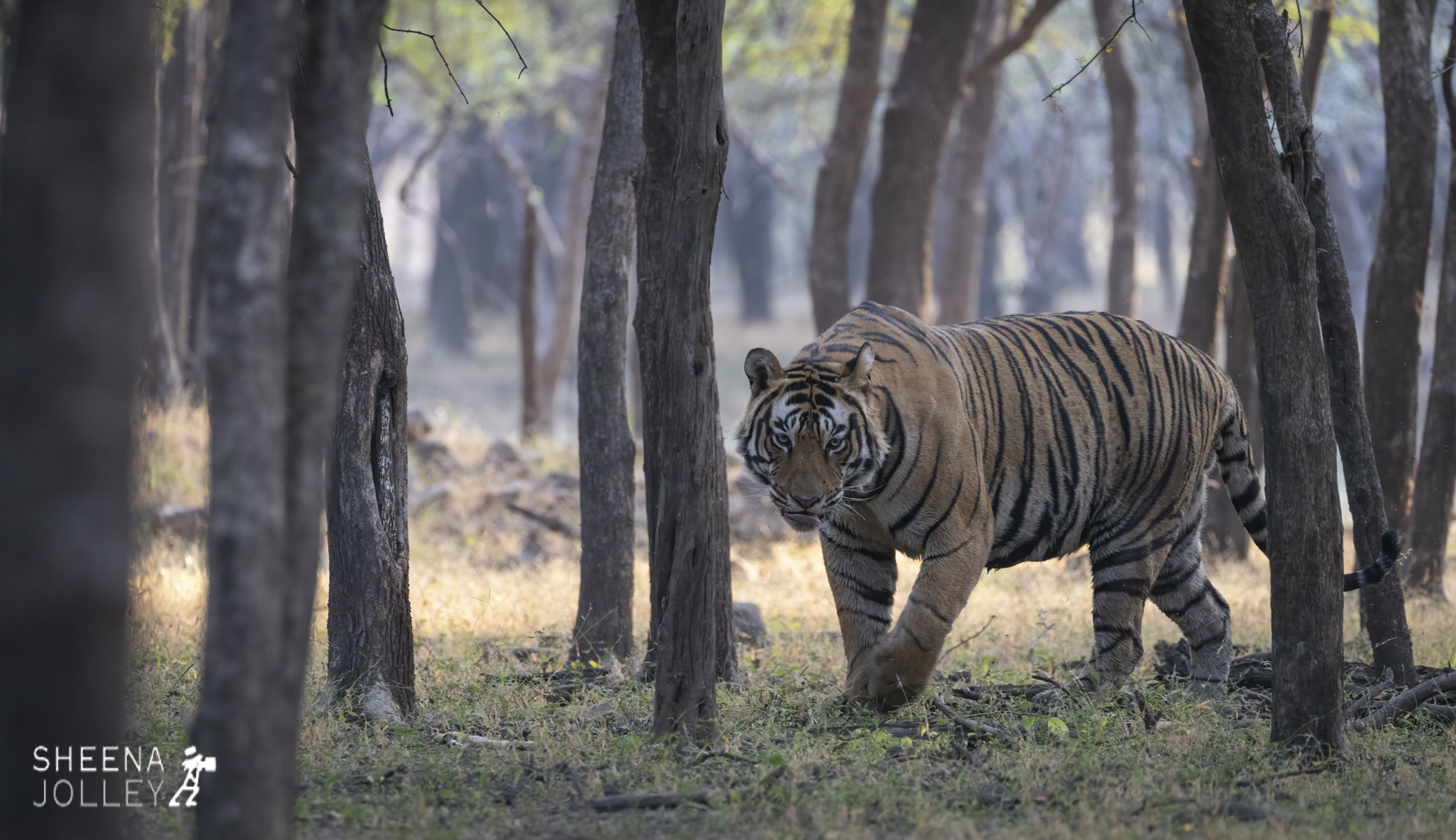 Large male Bengal Tiger.jpg - India